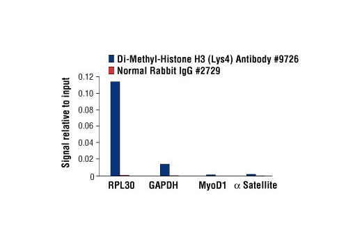 Chromatin Immunoprecipitation Image 1: Di-Methyl-Histone H3 (Lys4) Antibody