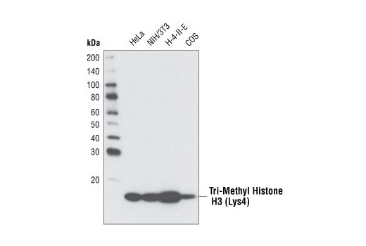 Western Blotting Image 1: Tri-Methyl-Histone H3 (Lys4) (C42D8) Rabbit mAb