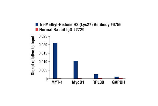 Chromatin Immunoprecipitation Image 1: Tri-Methyl-Histone H3 (Lys27) Antibody