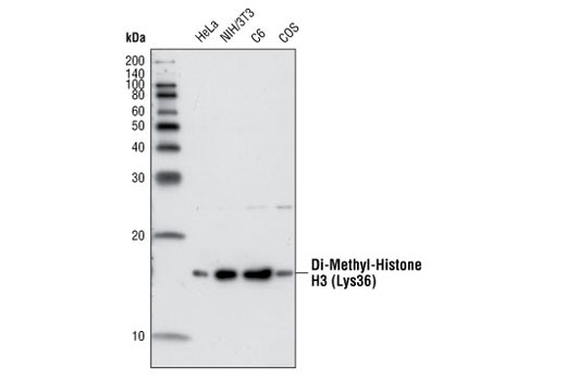 Western Blotting Image 2: Di-Methyl-Histone H3 (Lys36) Antibody