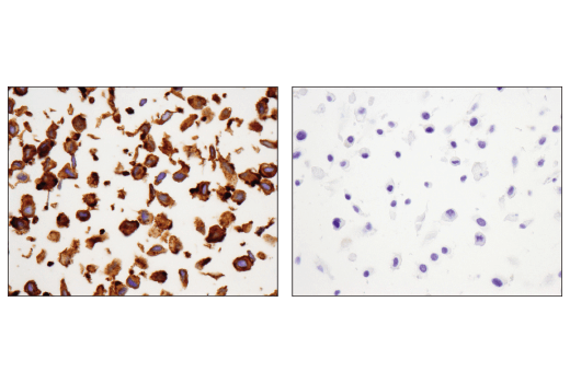 Immunohistochemistry Image 4: NCAM-L1 (D5D3K) Rabbit mAb (BSA and Azide Free)