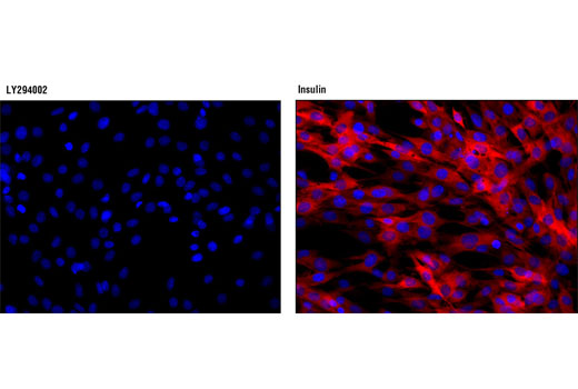 Immunofluorescence Image 1: Phospho-NDRG1 (Thr346) (D98G11) XP® Rabbit mAb (Alexa Fluor® 555 Conjugate)