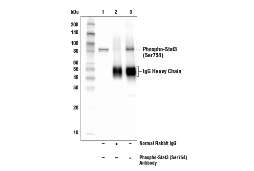 Immunoprecipitation Image 1: Phospho-Stat3 (Ser754) Antibody