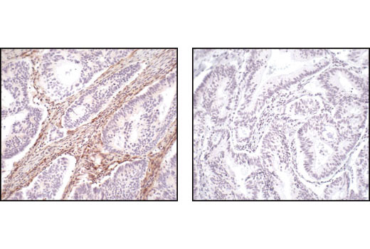 Immunohistochemistry Image 5: PTEN (138G6) Rabbit mAb (BSA and Azide Free)