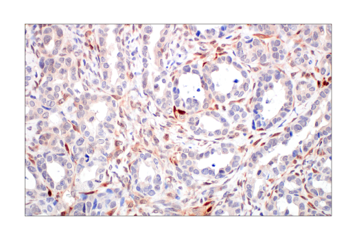 Immunohistochemistry Image 10: PTEN (138G6) Rabbit mAb (BSA and Azide Free)