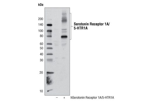 Western Blotting Image 1: 5-HTR1A Antibody