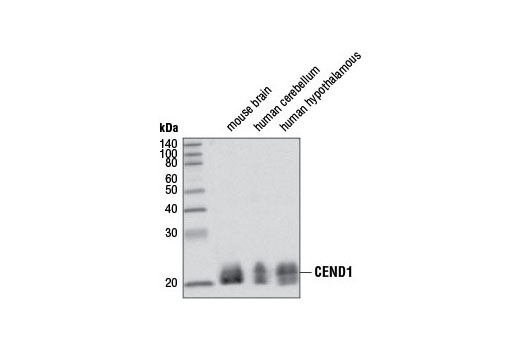 Western Blotting Image 1: CEND1 Antibody