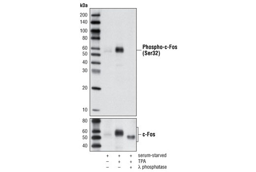 Western Blotting Image 1: Phospho-c-Fos (Ser32) (D82C12) XP® Rabbit mAb (BSA and Azide Free)