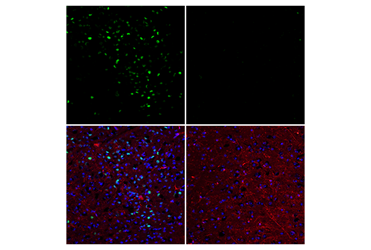 Immunofluorescence Image 1: Phospho-c-Fos (Ser32) (D82C12) XP® Rabbit mAb (BSA and Azide Free)