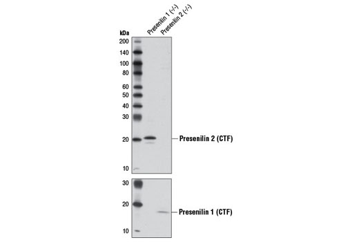  Image 5: γ Secretase Antibody Sampler Kit