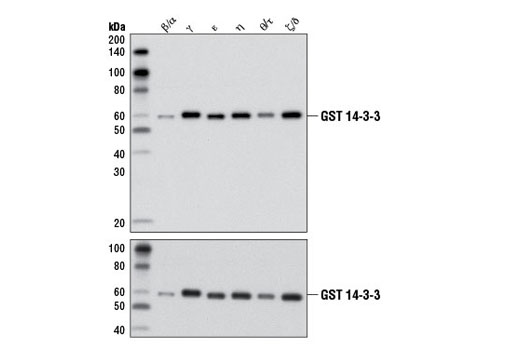 使用 14-3-3 (pan)（上）或 GST (91G1)（下）对纯化、重组、GST 标记的 14-3-3 同工型进行蛋白质印迹分析，分析表明具有同工型交叉反应性。