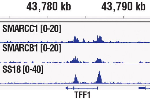 使用 SimpleChIP® Plus 酶解试剂盒 (磁珠法) # 对在无酚红的培养基和 5% 活性炭剥离的 FBS 中生长 4 天，随后使用 β-雌二醇（10 nM，45 分钟）处理的 MCF7 细胞的交联染色质与 SMARCC1/BAF155 (D7F8S)、SMARCB1/BAF47 (D8M1X) 或 SS18 (D6I4Z) 进行染色质免疫沉淀。使用 SimpleChIP® ChIP-seq DNA Library Prep Kit for Illumina 制备 DNA 库。SMARCC1/BAF155、SMARCB1/BAF47 和 SS18 均为 SWI/SNF 复合体的所有亚基。结果图显示了 pS2/TFF1 内结合，pS2/TFF1 是一种已知的 SWI/SNF 靶标基因。