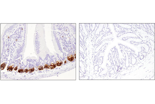 使用 Olfm4 (D6Y5A) 对石蜡包埋的正常小鼠小肠 （左图）和结肠 （右图）细胞进行免疫组织化学分析。