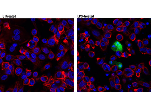 human reactive inflammasome antibody sampler kit ii