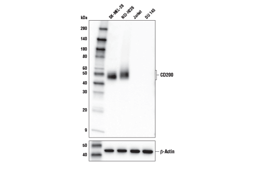 使用 CD200 (E2K4C)（上图）和 β-Actin (D6A8)（下图）对不同细胞系的提取物进行蛋白质印迹分析。