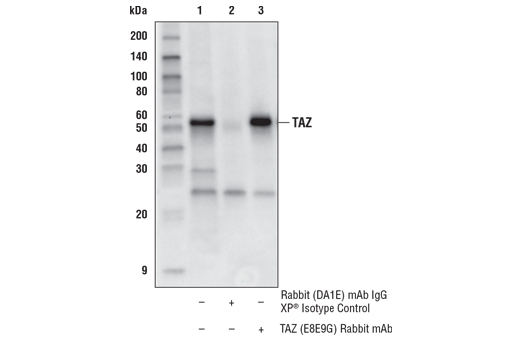 对 HeLa 细胞提取物的 TAZ 蛋白进行的免疫沉淀。泳道 1 为 10% input，泳道 2 为 Rabbit (DA1E) Isotype Control，泳道 3 为 TAZ (E8E9G)。使用  TAZ (D3I6D) 兔单克隆抗体 # 进行蛋白印迹分析。