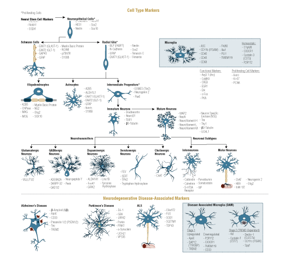 神经元和胶质细胞标记物