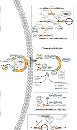 RNA 生命周期图