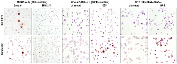 对石蜡包埋的 MKN45 细胞进行免疫组织化学分析