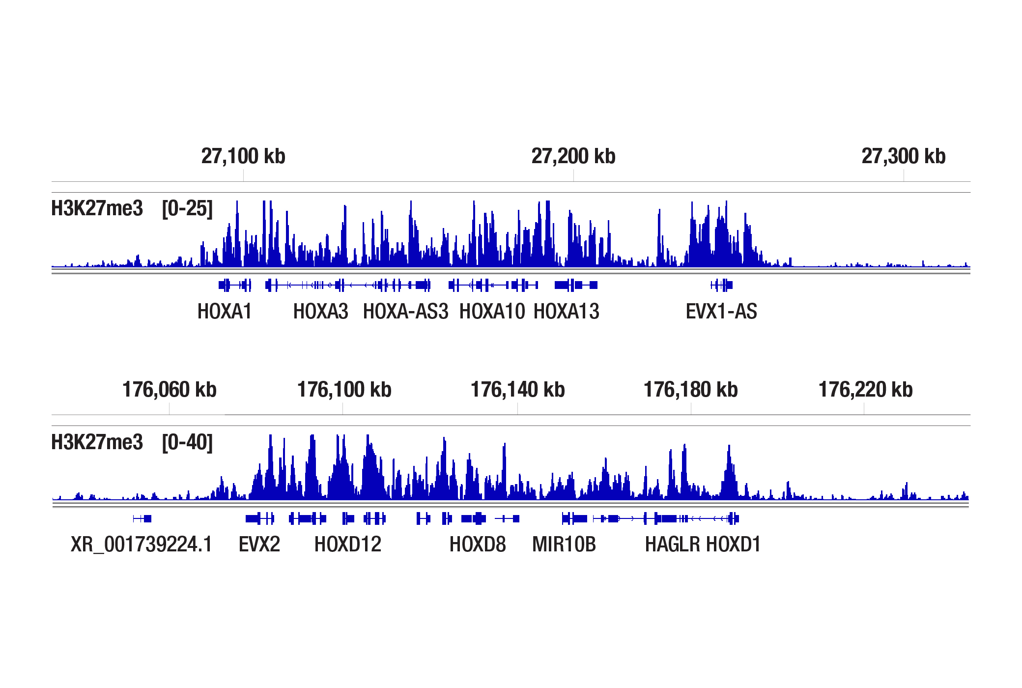 CUT&Tag 测定法是否显示偏向于常染色质或异染色质？(H3K27me3)