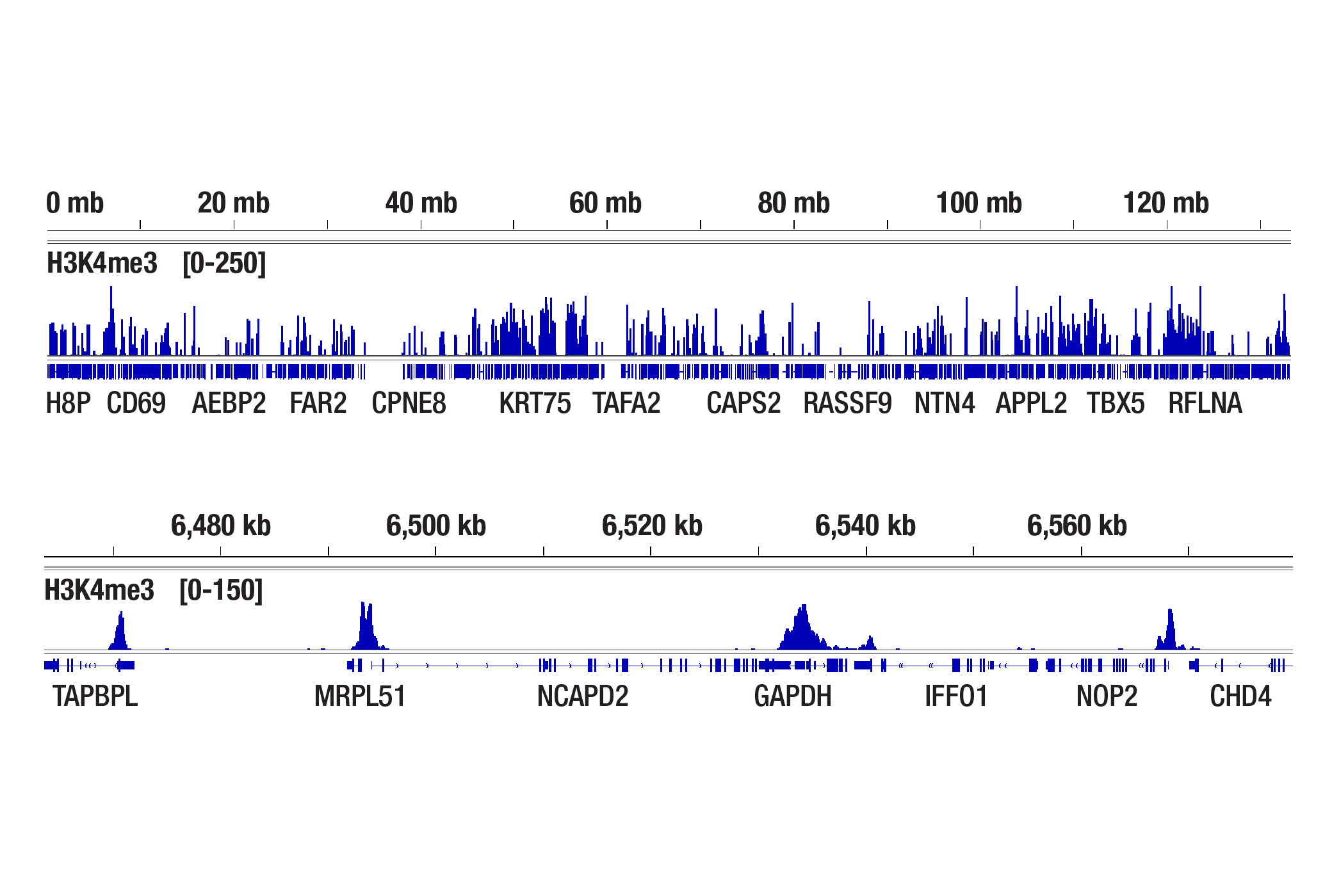 CUT&Tag 测定法是否显示偏向于常染色质或异染色质？(H3K4me3)