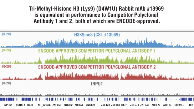 Tri-Methyl-Histone H3 (Lys9) (D4W1U) Rabbit mAb #13969 与竞争公司多克隆抗体的并行比较。