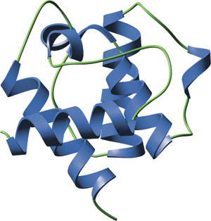 磷酸化丝氨酸/苏氨酸结合：CH 结构域