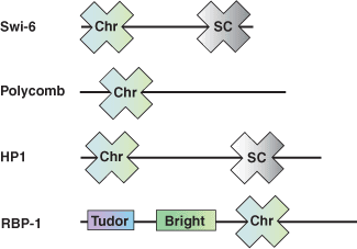 染色质重构：Chromo 结构域