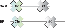 染色质重构：CSD 结构域