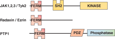磷脂结合：FERM 结构域