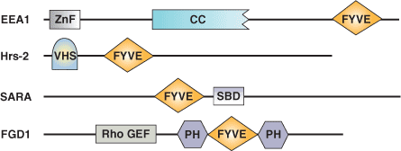 磷脂结合：FYVE 结构域