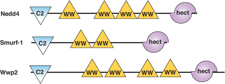 蛋白降解：HECT 结构域