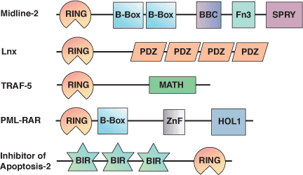 蛋白降解：RING 结构域