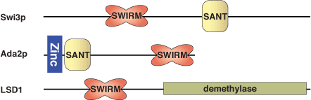 染色质重构：SWIRM 结构域