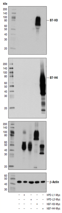 对 B7-H3 和 B7-H4 蛋白进行蛋白质印迹分析