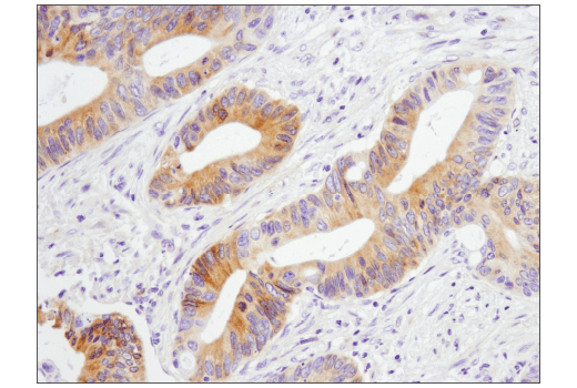 Immunohistochemistry Image 3: GAS6 (D3A3G) Rabbit mAb (BSA and Azide Free)