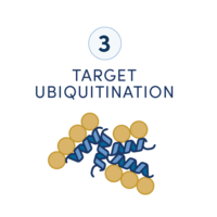 显示靶向蛋白质降解药物开发工作流程中六个步骤的示意图