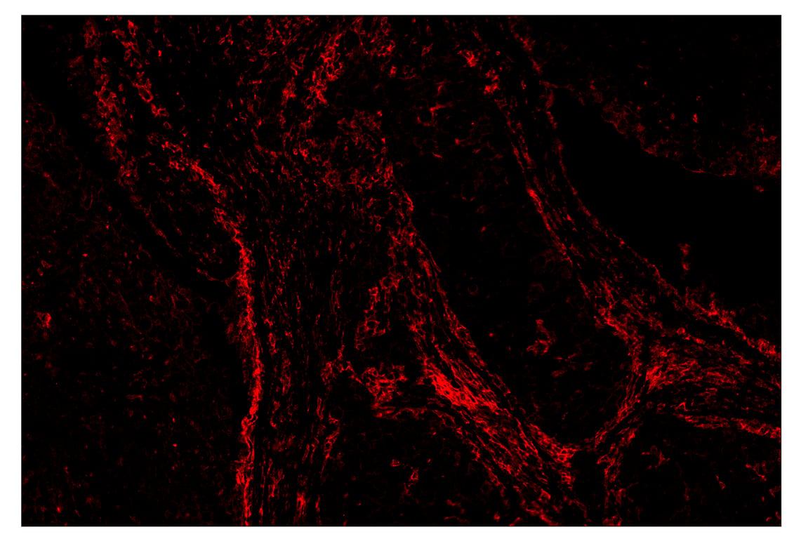 Immunohistochemistry Image 4: SIRPα/SHPS1 (D6I3M) & CO-0034-750 SignalStar<sup>™</sup> Oligo-Antibody Pair