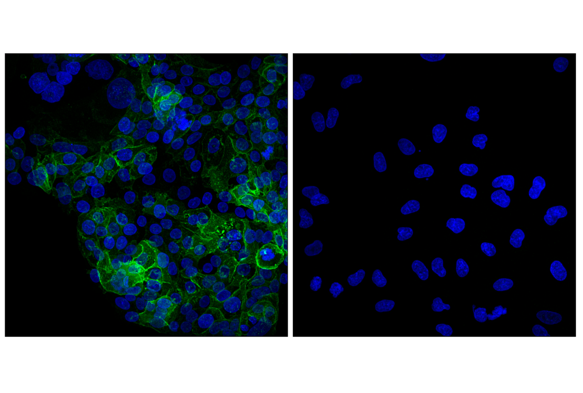 Immunofluorescence Image 1: EAAT1 (D44E2) XP<sup>®</sup> Rabbit mAb (BSA and Azide Free)