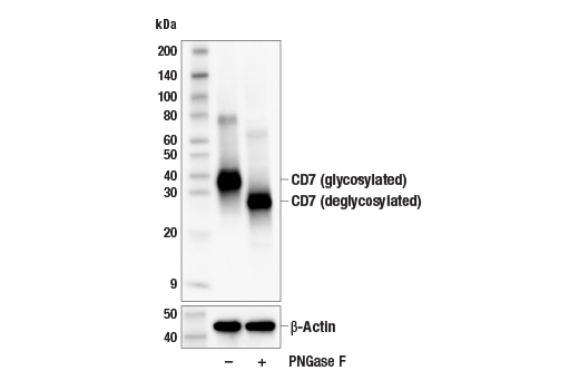 Western Blotting Image 2: CD7 (E4G1Q) XP<sup>®</sup> Rabbit mAb