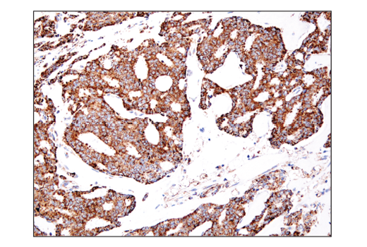 Immunohistochemistry Image 7: IDH2 (D8E3B) Rabbit mAb