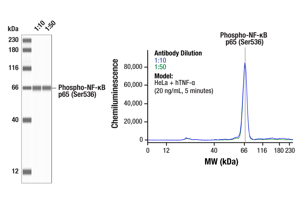 undefined Image 6: PhosphoPlus<sup>®</sup> NF-κB p65/RelA (Ser536) Antibody Duet