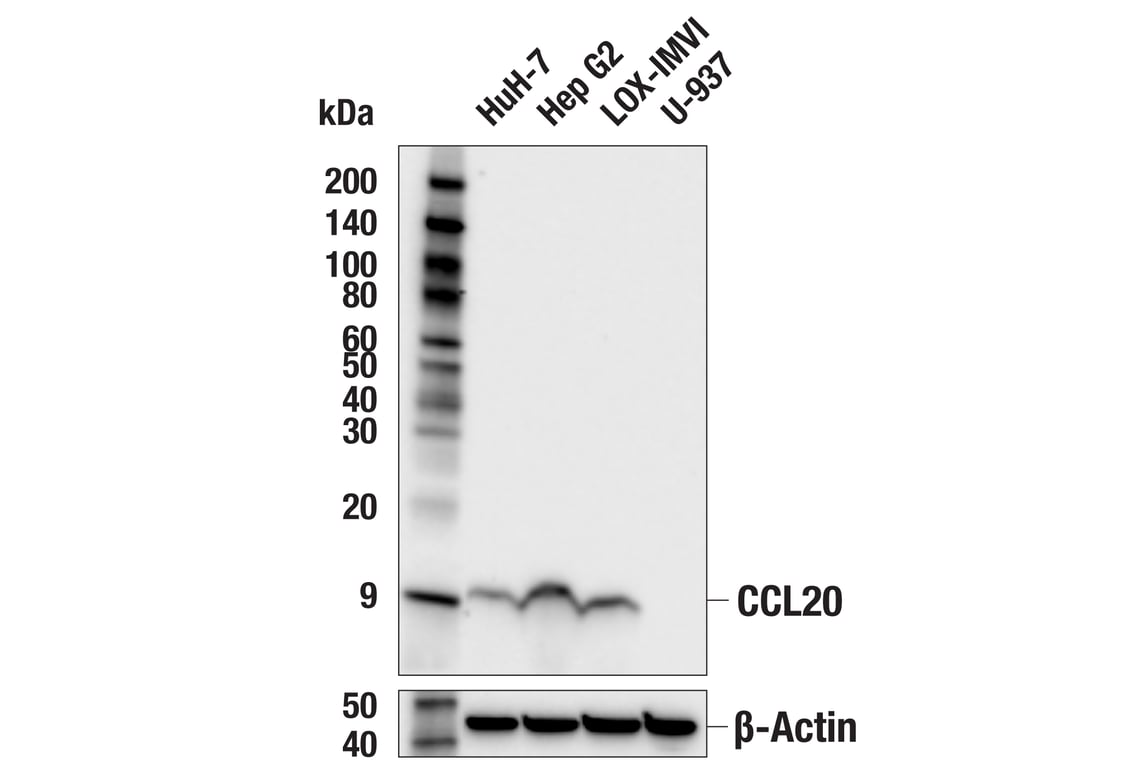 Western Blotting Image 1: CCL20 (E6J9K) Rabbit mAb