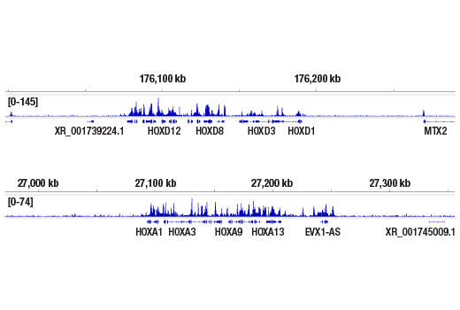 CUT & RUN Image 2: CBX8 (D2O8C) Rabbit mAb