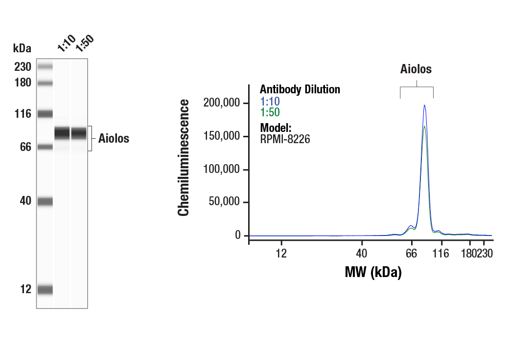 Western Blotting Image 1: Aiolos (D1C1E) Rabbit mAb