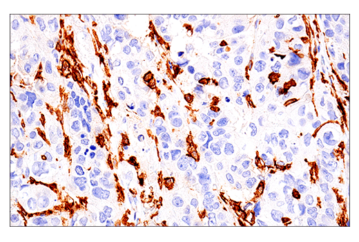 Immunohistochemistry Image 1: LAIR-1 (E7X6I) XP<sup>®</sup> Rabbit mAb (BSA and Azide Free)