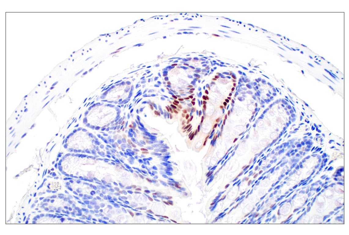 Immunohistochemistry Image 10: c-Fos (E2I7R) XP<sup>®</sup> Rabbit mAb