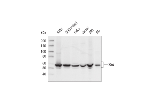 Src Family Antibody Sampler Kit: Image 1