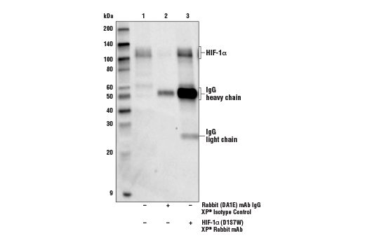 undefined Image 8: Microglia Neurodegeneration Module Antibody Sampler Kit