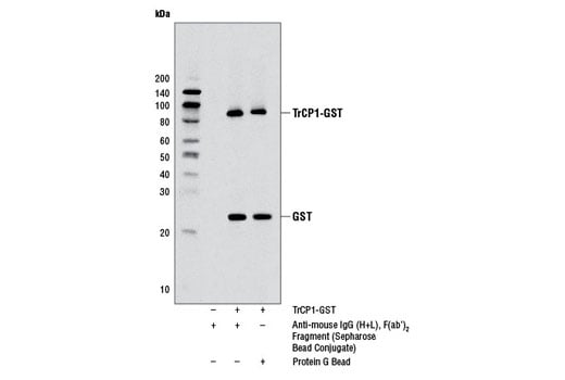 Immunoprecipitation Image 1: Anti-mouse IgG (H+L), F(ab')<sub>2</sub> Fragment (Sepharose<sup>®</sup> Bead Conjugate)